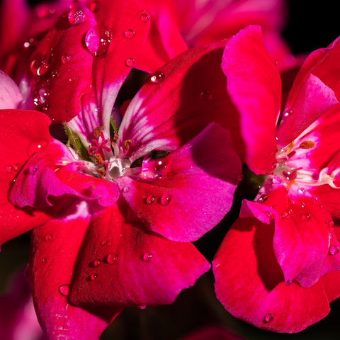 pelargonium graveolens (geraniumroos) bloemenolie /