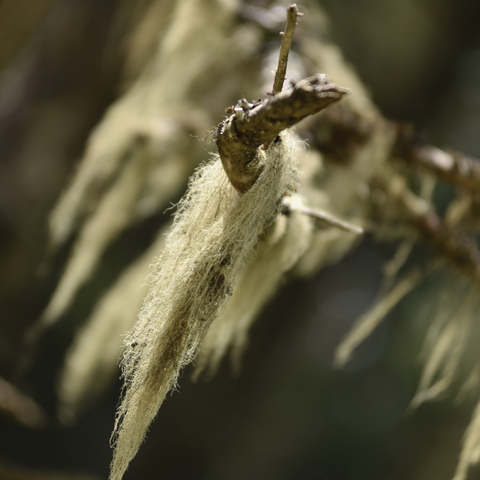 extract van usnea barbata (korstmossen) /