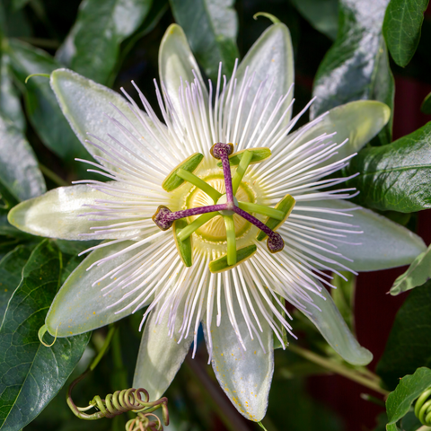 passiflora edulis fruitextract /