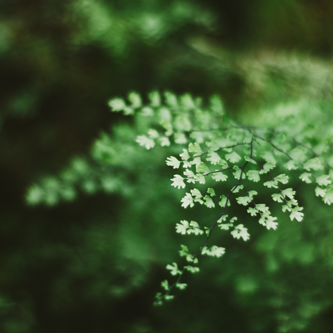 Adiantum capillus-Veneris (Venushaar) extract /