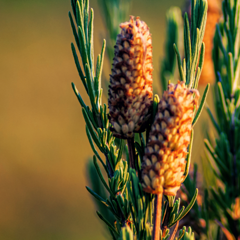 equisetum arvense (heermoes) /