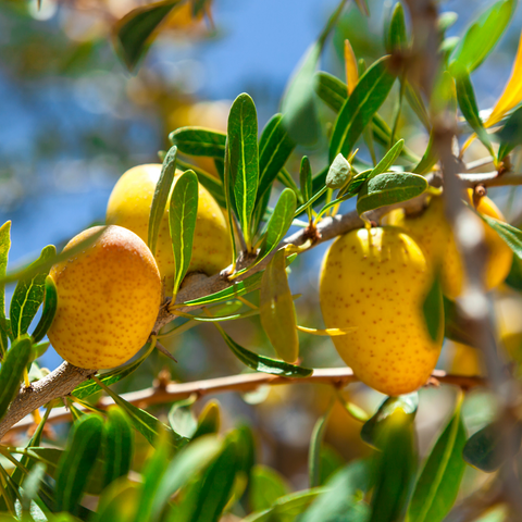 argania spinosa (argan) pitolie /