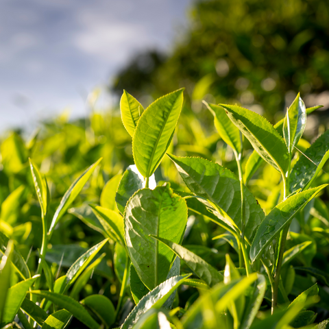 Camellia Sinensis (Groene Thee) Blad Extract /