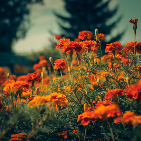 calendula officinalis (goudsbloem) extracten /
