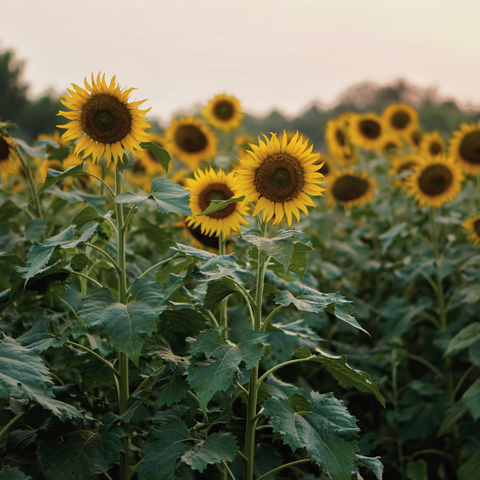 helianthus anuus (zonnebloem) zaad olie /